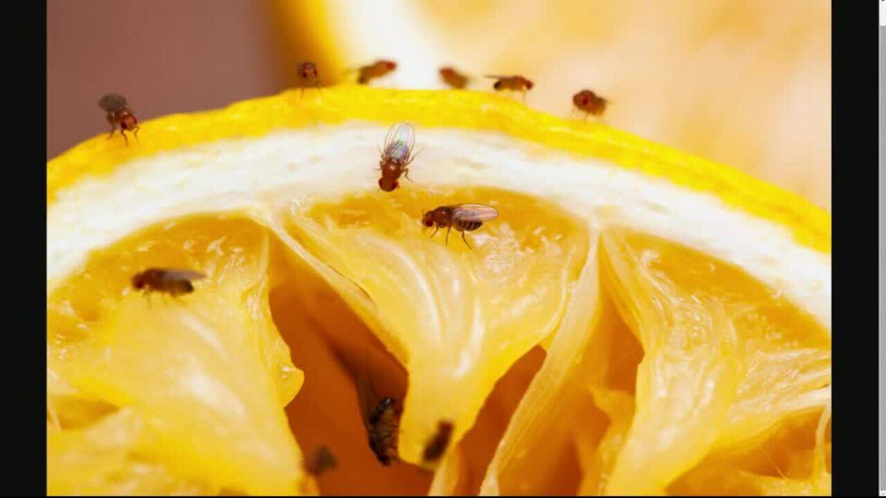 Comment se débarrasser des mouches à fruits
