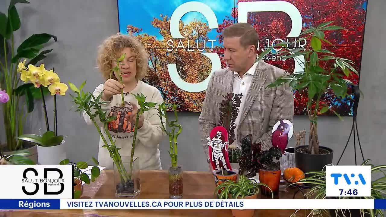 Voici 6 plantes porte-bonheur à avoir dans son chez-soi