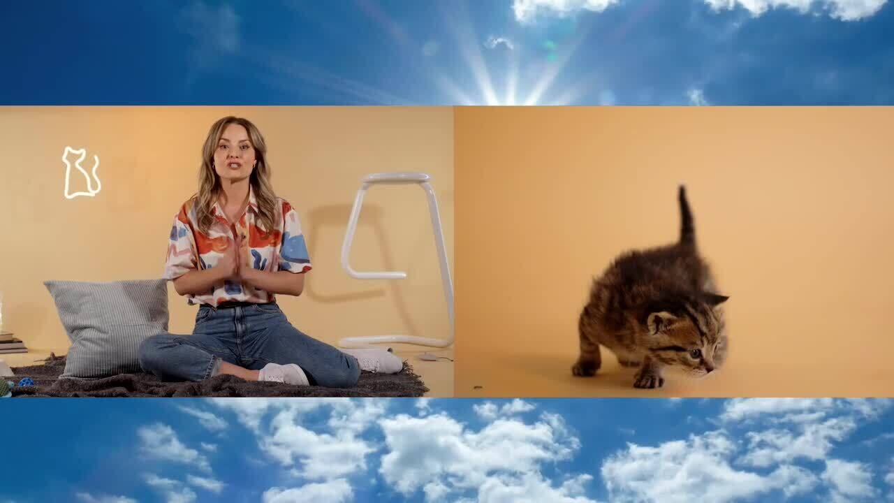 01_CHATONS_SPCA_SB_avec_MOTION_V3