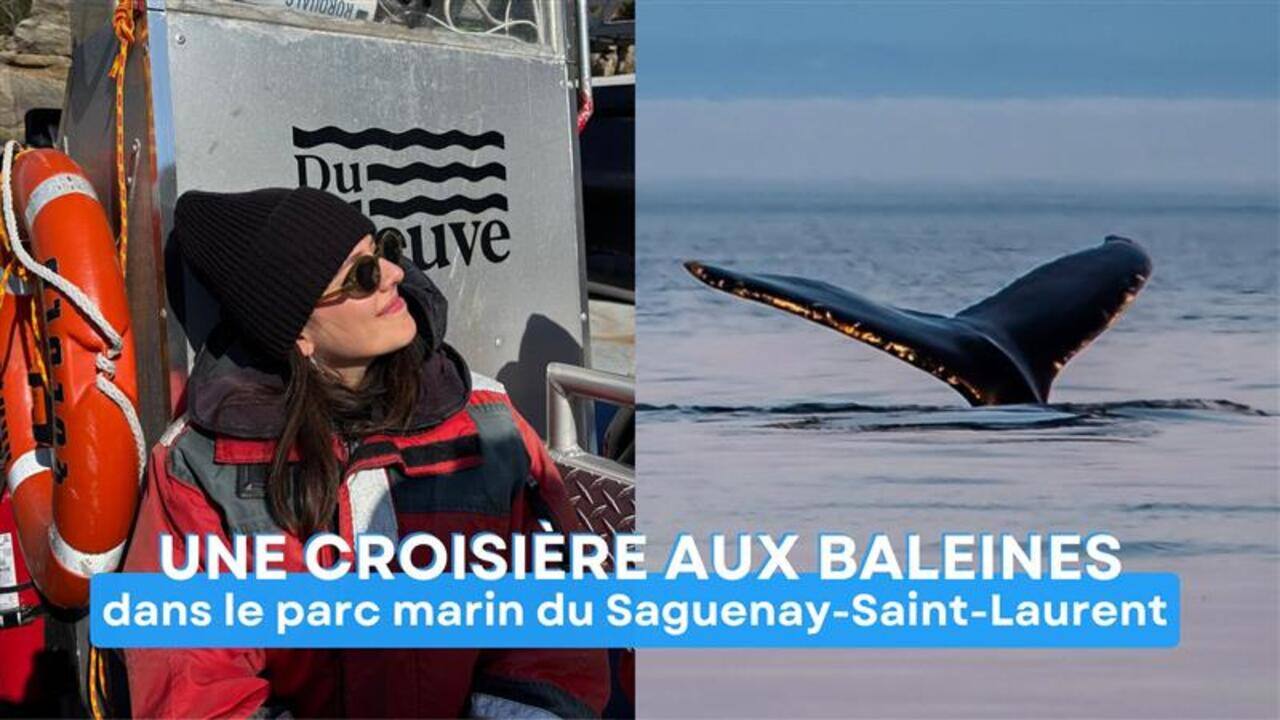 J'ai fait une croisière aux baleines à l'un des meilleurs endroits au monde et je n'en crois toujours pas mes yeux