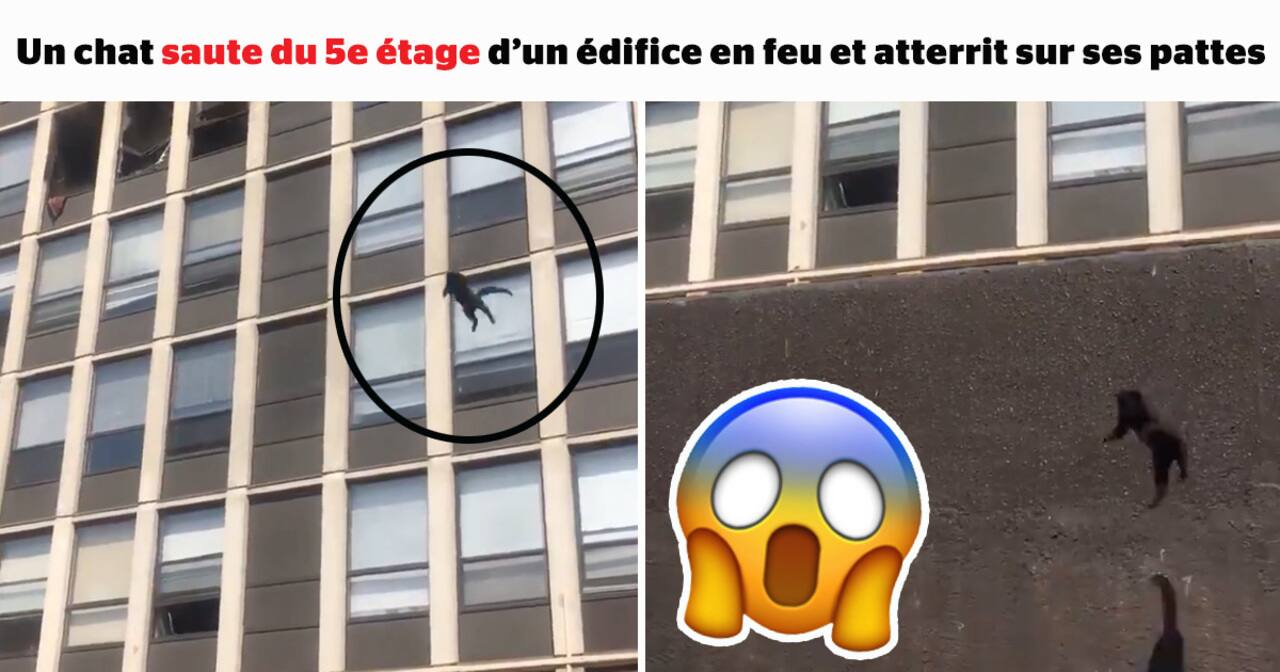 SDC - Un chat saute du 5e étage d’un édifice en feu et atterrit sur ses pattes