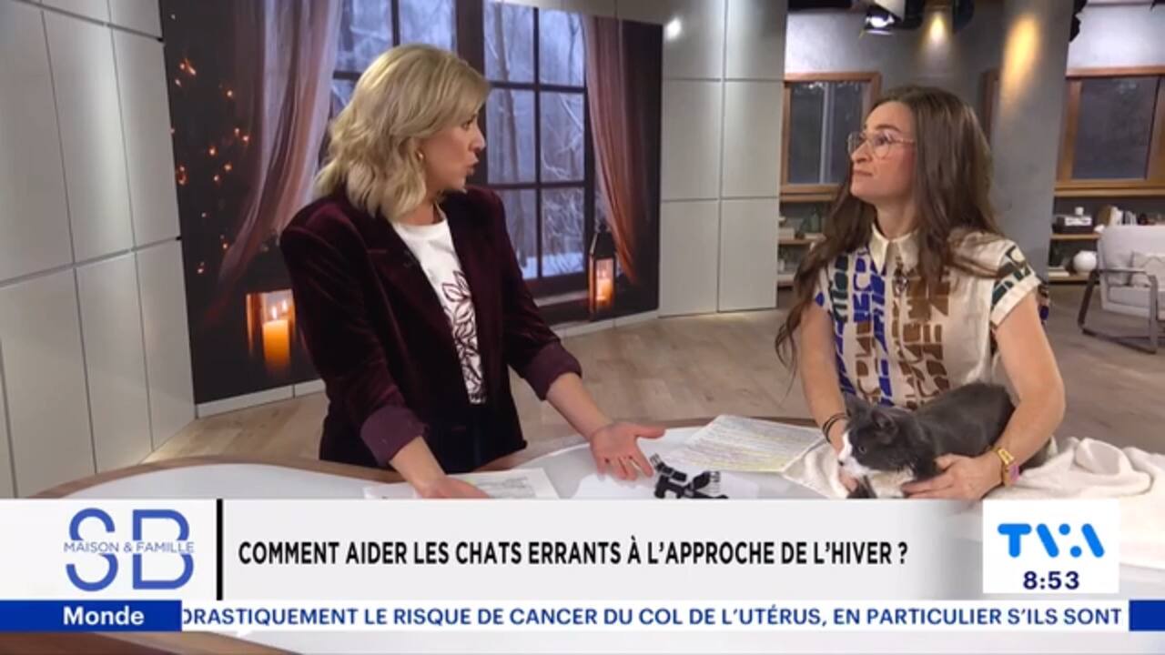 Claudia Gilbert - Comment aider les chats errants à l'approche de l'hiver