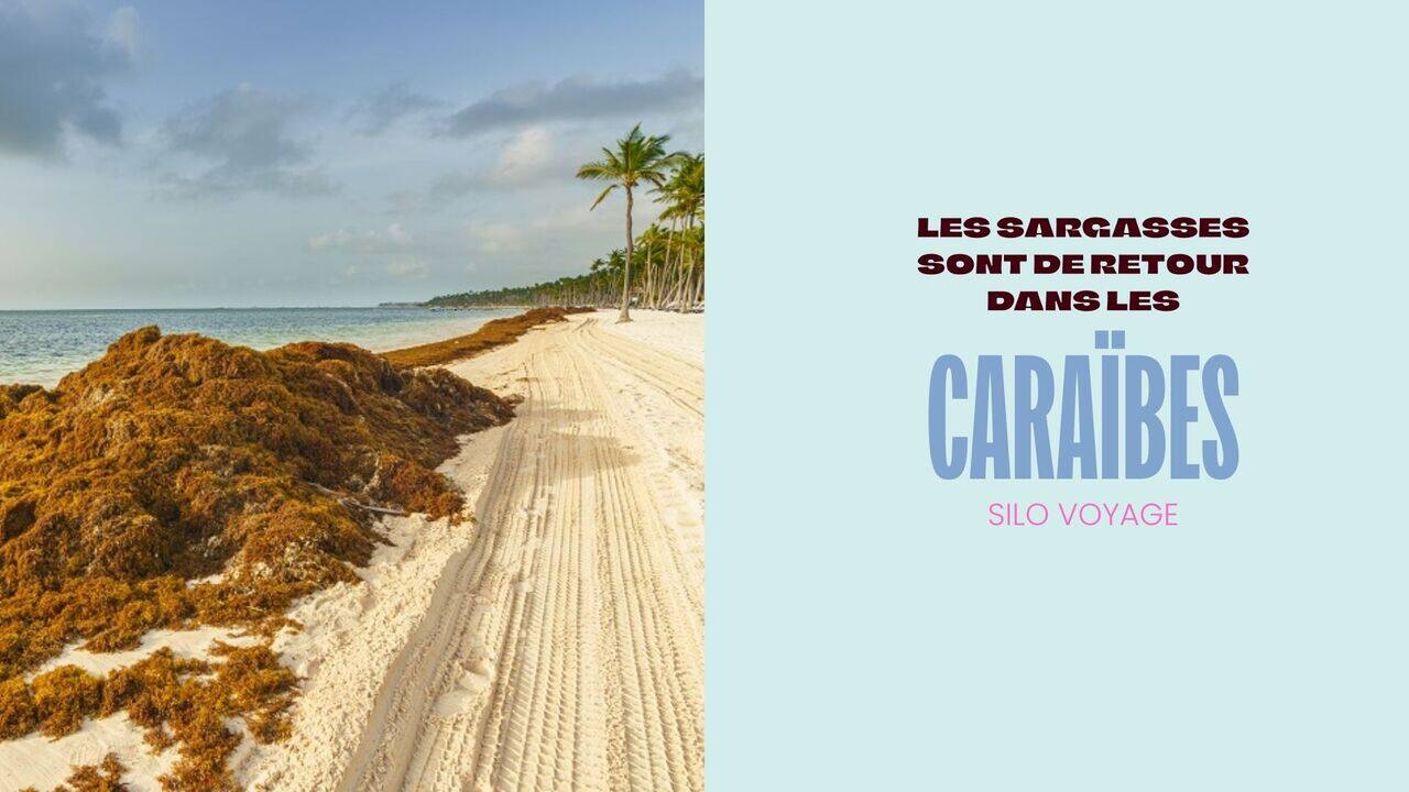 [VIDÉO] Les sargasses sont de retour dans les Caraïbes, et 2026 pourrait être une autre année record