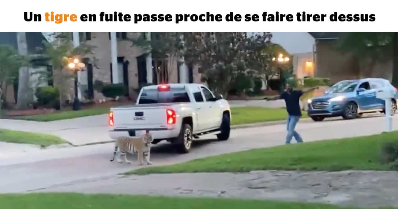 SDC - Un tigre en fuite passe proche de se faire tirer dessus