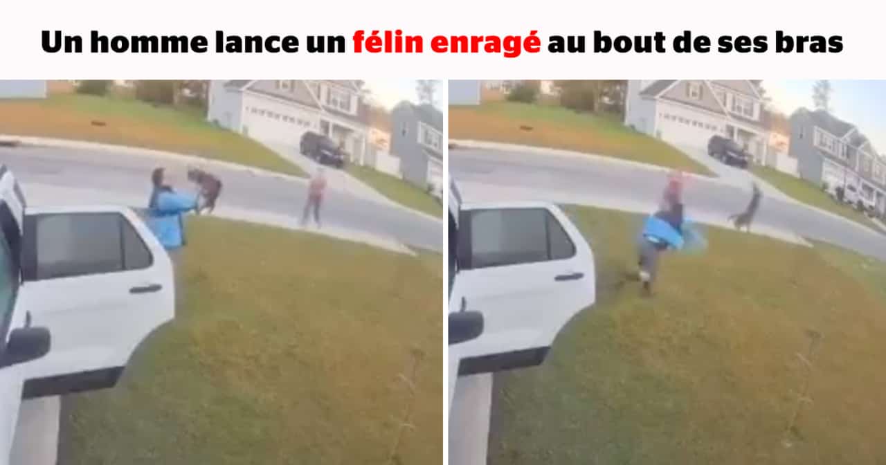 SDC -  Un homme lance un félin enragé au bout de ses bras 