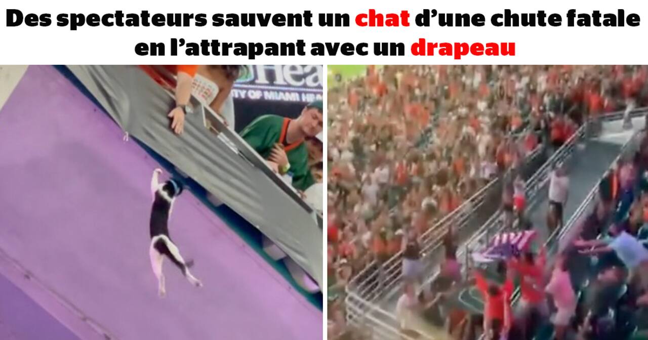 SDC - Des spectateurs sauvent un chat d’une chute fatale en l’attrapant avec un drapeau