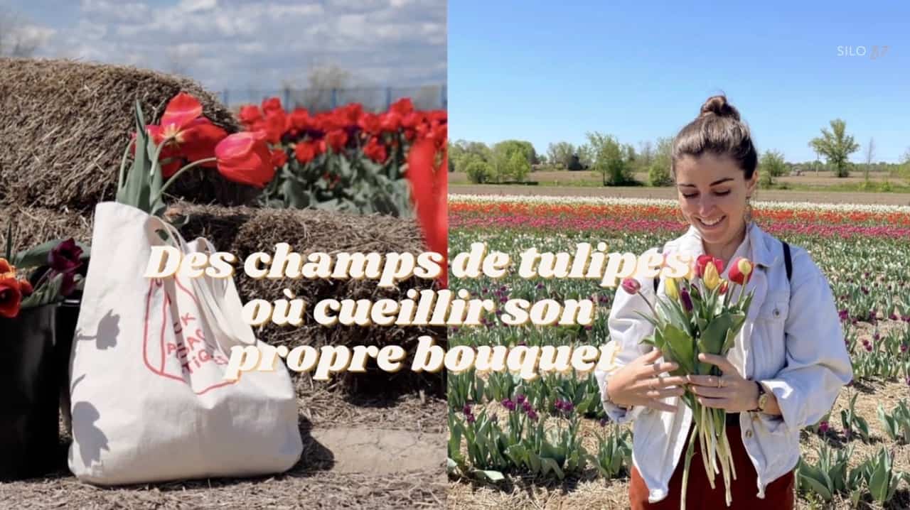 Des champs de tulipes où cueillir son propre bouquet