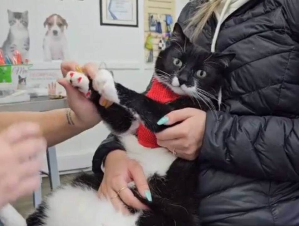 Réglementation sur le dégriffage et les chirurgies des chats 