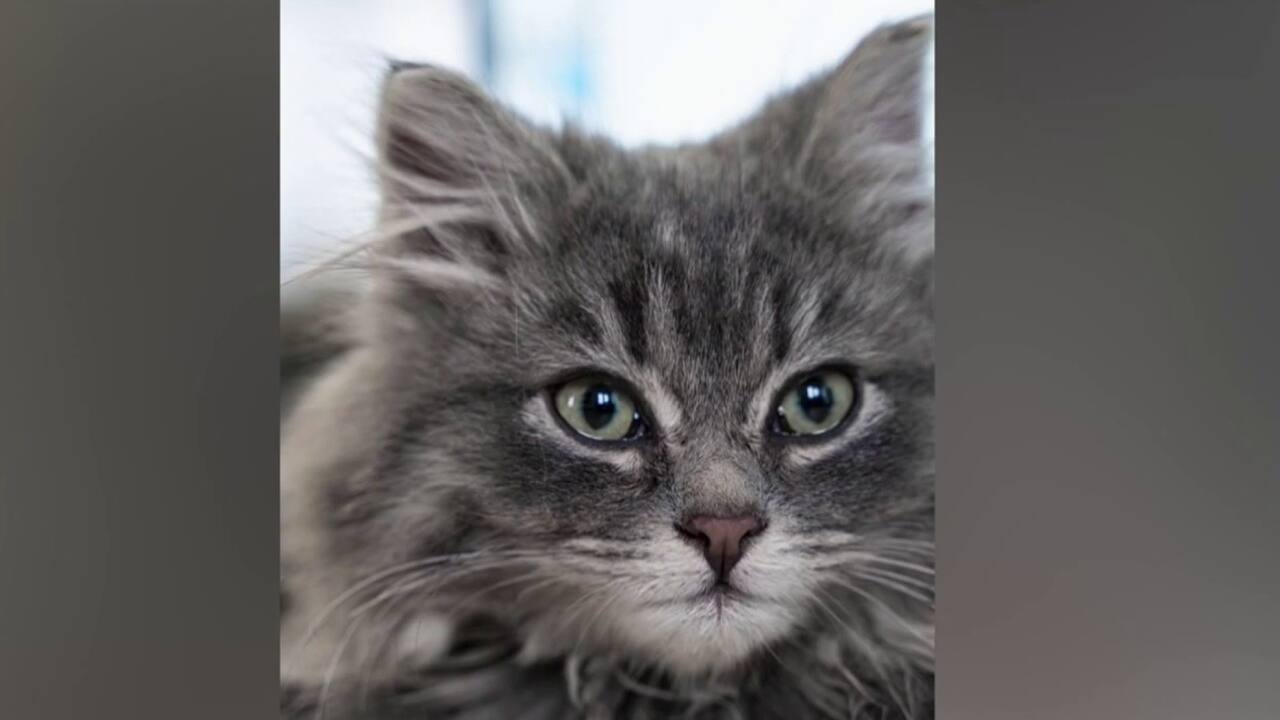 ACTU CHAT 23 JANVIER