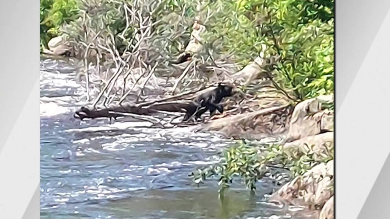 DES OURS APERÇUS DANS UN SENTIER DU PARC DE LA RIVIÈRE-DU-MOULIN