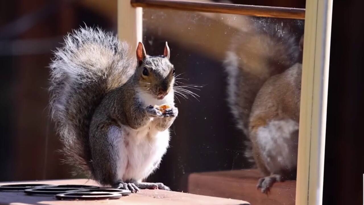 Écureuils Marc Rober