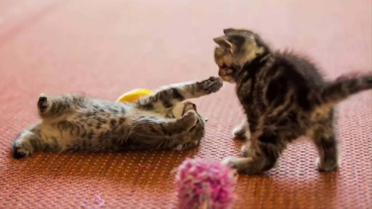 LE POUVOIR DU MIGNON