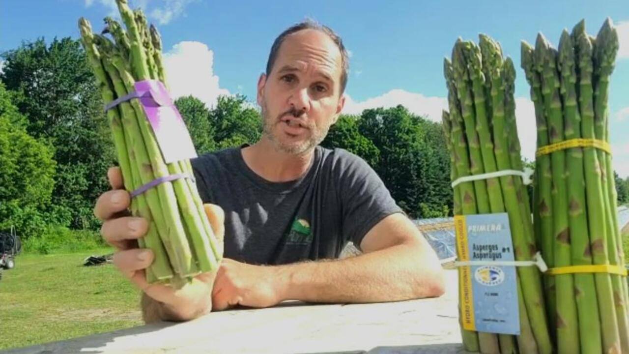 les producteurs d'asperges québécois