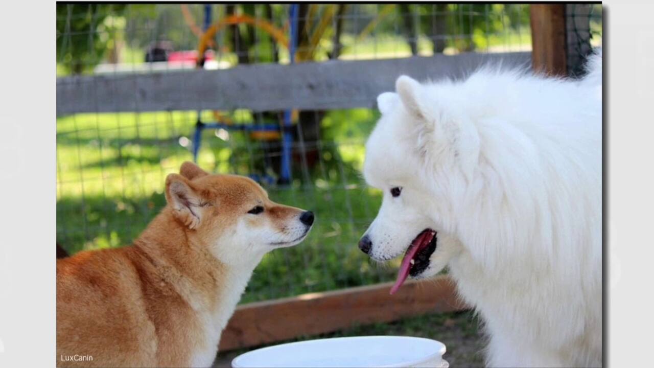 Choisir une garderie pour son chien