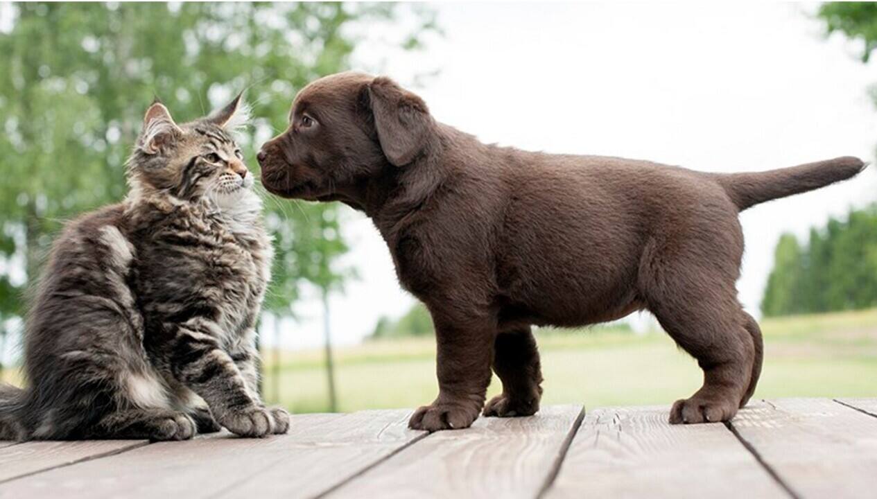 Socialiser un chiot en temps de pandémie