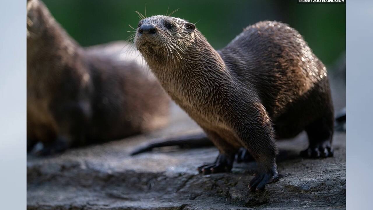 Bébé loutre
