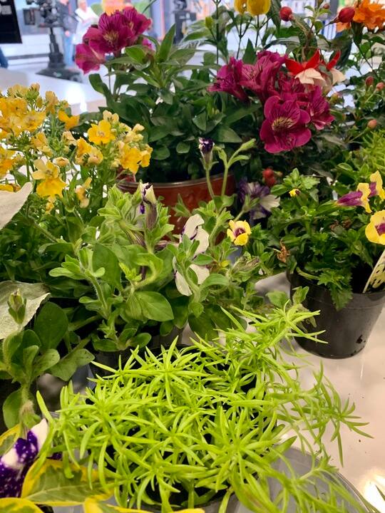 Trucs et astuces 101 pour jardin et plates-bandes