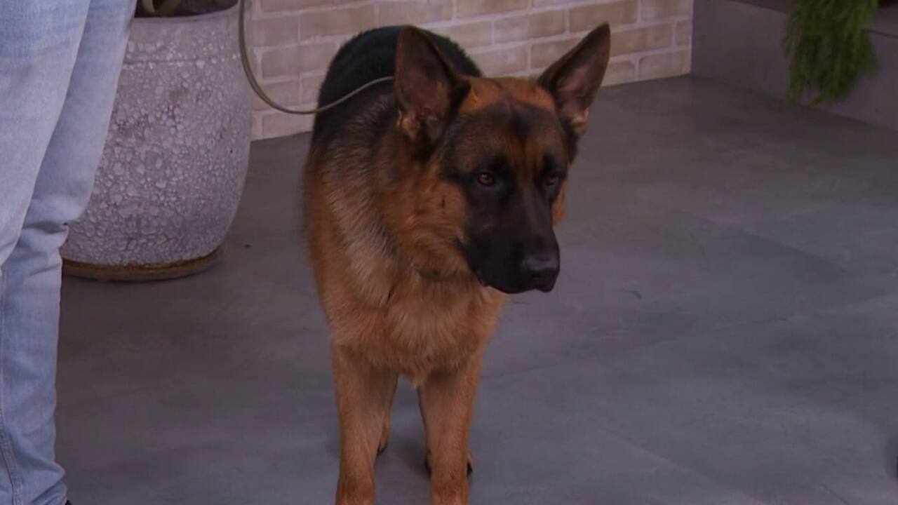 L’importance d’éduquer et de socialiser notre chien 