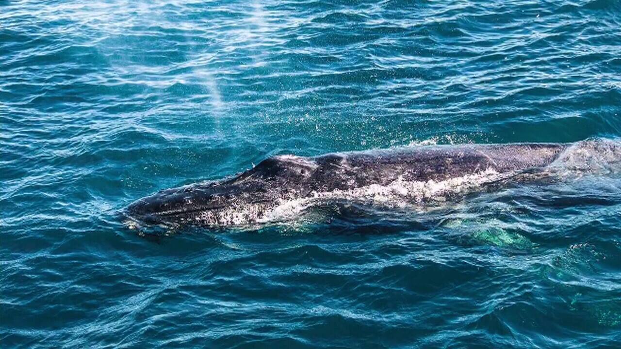 visiter les baleines 