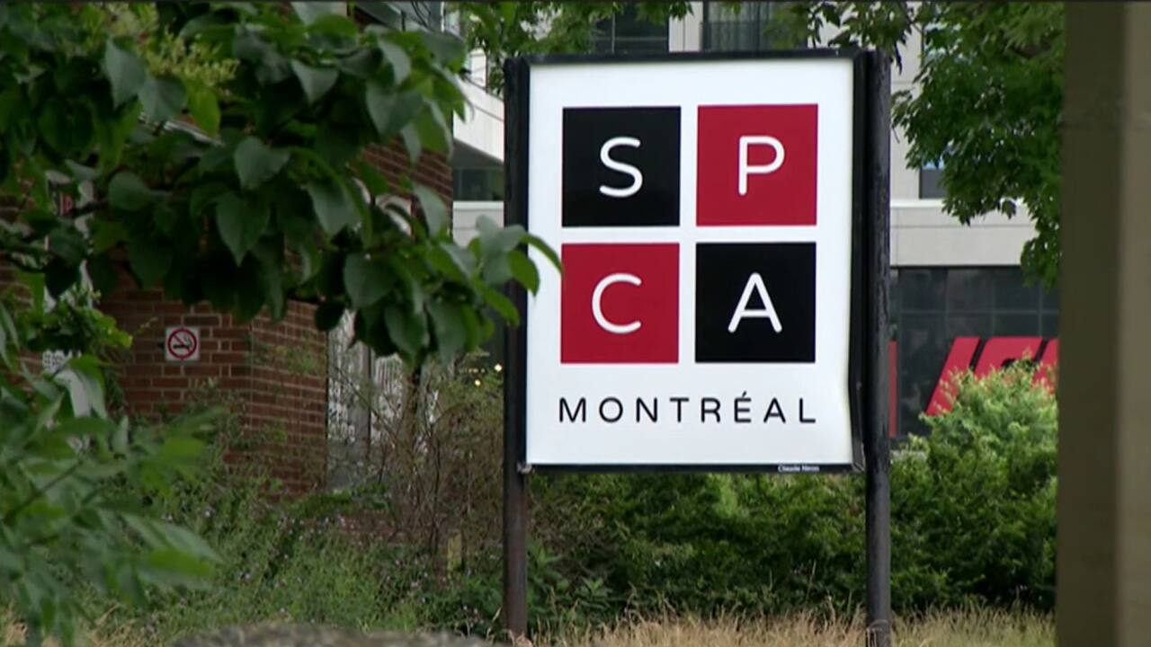 SPCA adoption 9 octobre 