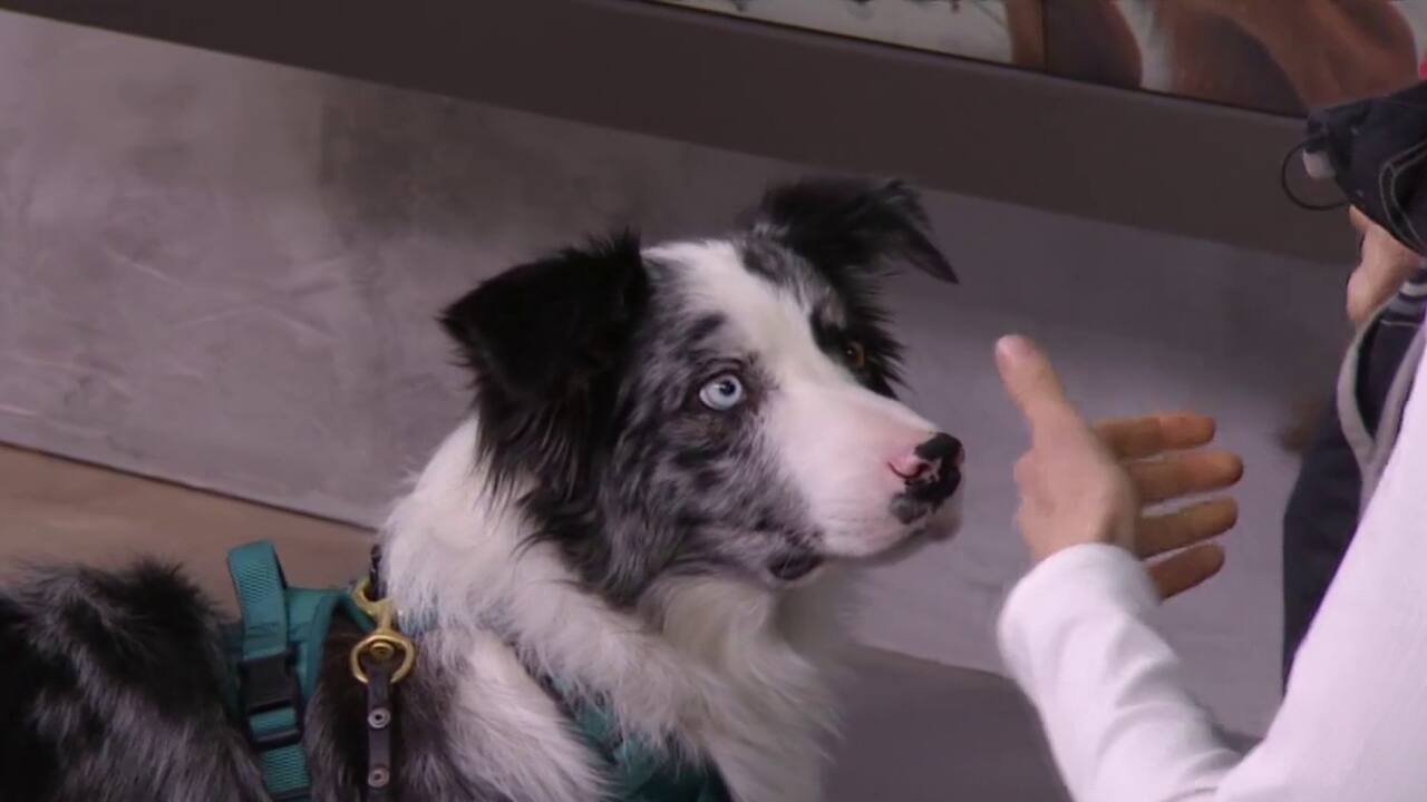 9h15 - commande rappel chien