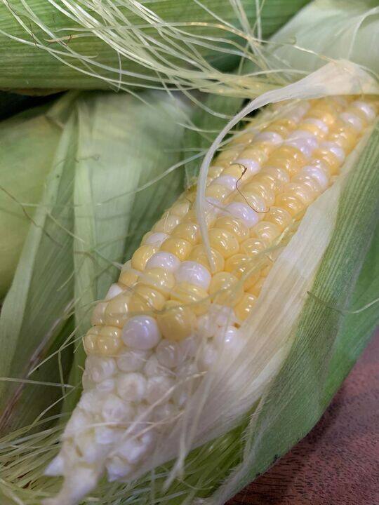 La chimie du maïs