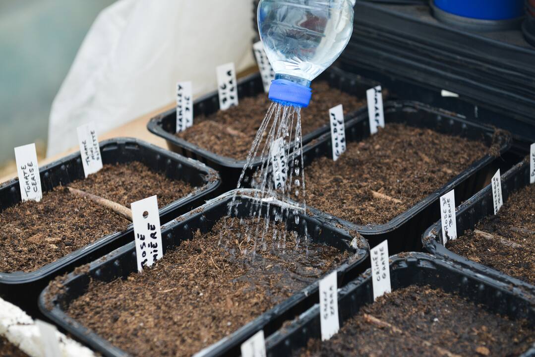 Semis d'hiver : quoi planter dès janvier pour un jardin réussi cet été