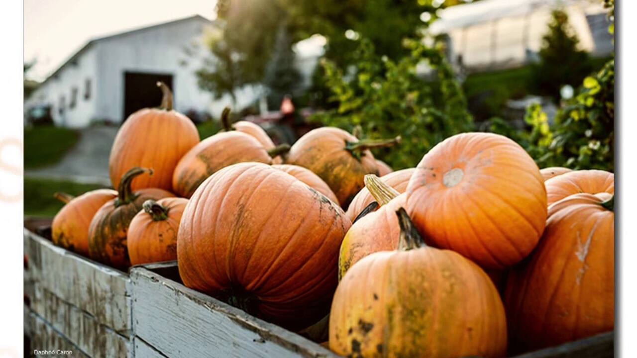 Consommation - citrouilles toute l'année