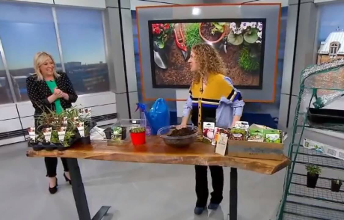 Potager à la maison : quoi faire en mars