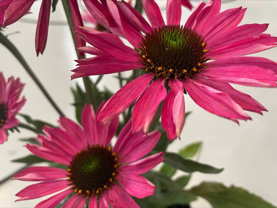 Embellir nos plates-bandes jusqu'en septembre