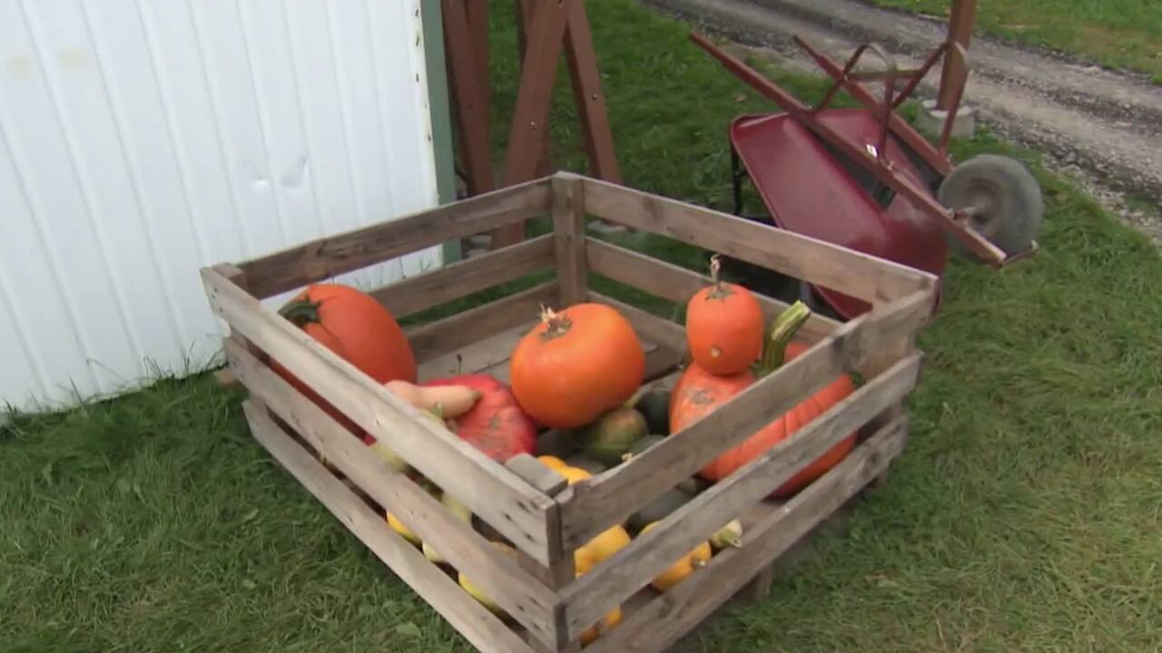 concours de citrouille