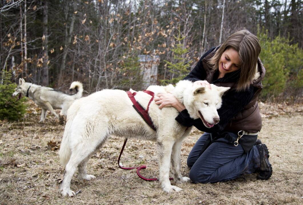 Guide complet du canicross : races, bienfaits et conseils pour débuter avec votre Chien