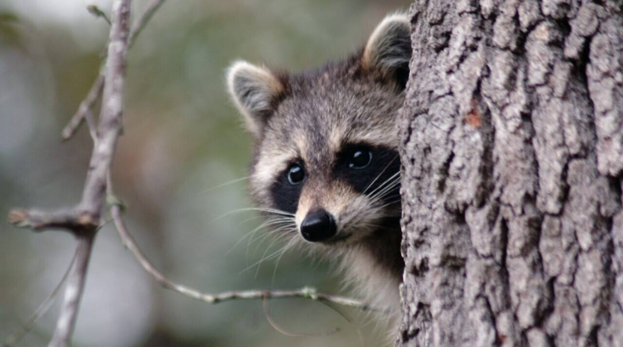 Éclosion de rage en Estrie et Montérégie : tout ce qu'il faut savoir