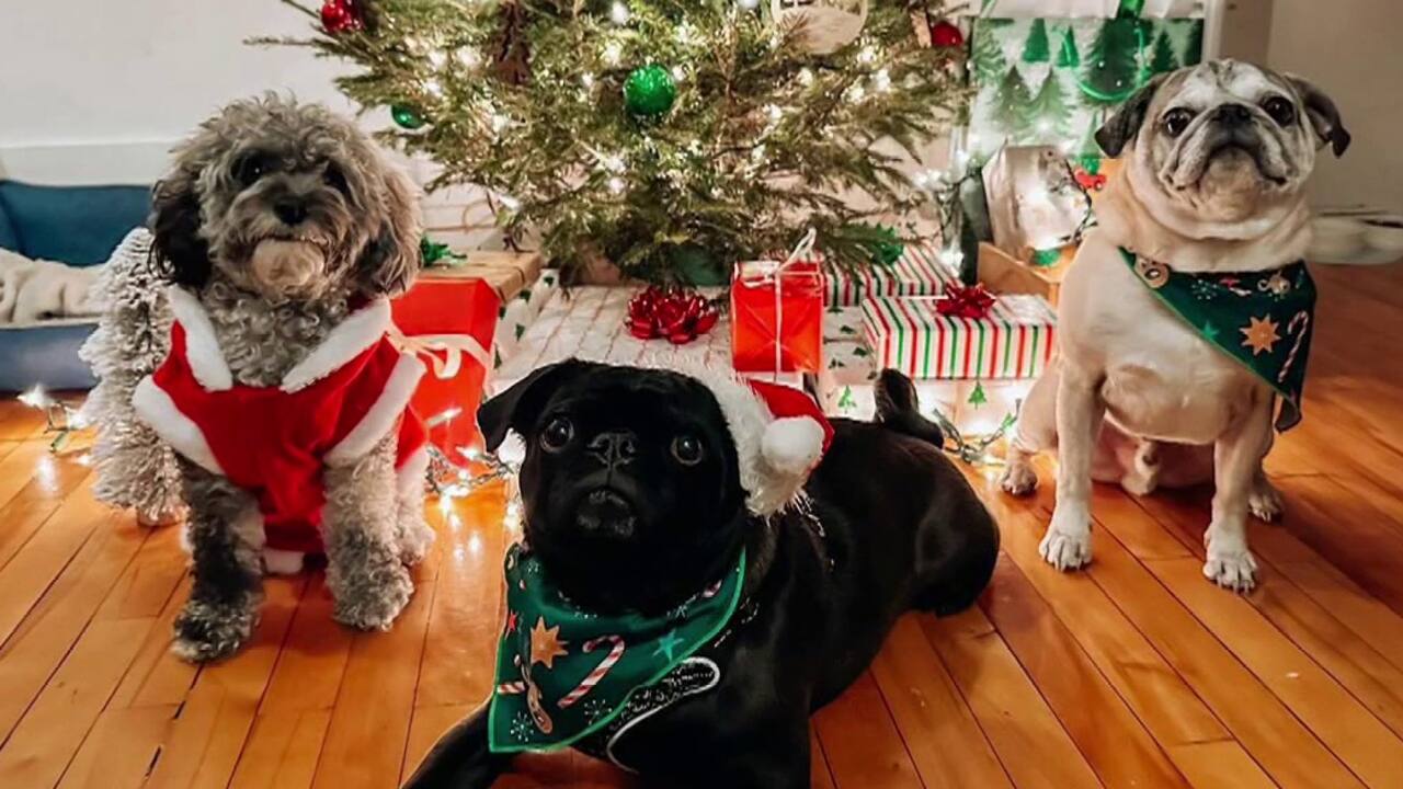 Noël avec un chien