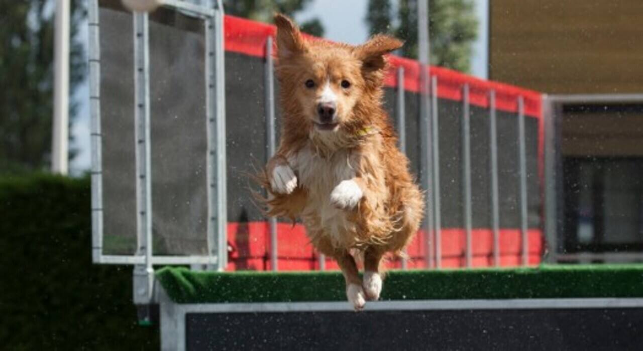 Rentrée : et si votre chien retournait lui aussi en « classe » ?