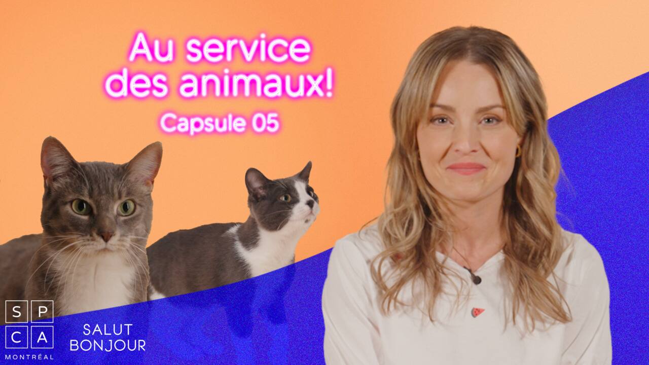 CAPSULE_05_SPCA_ANIMAL_PERDU_VF