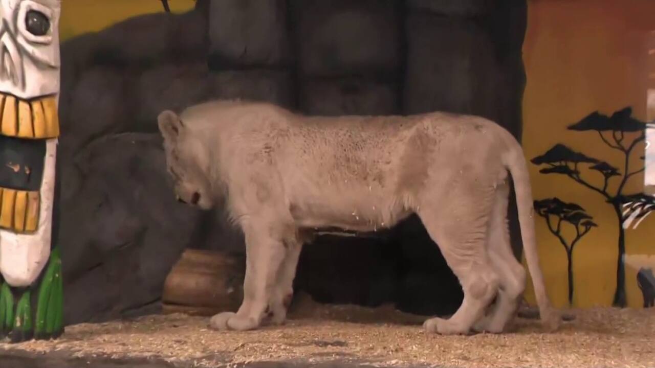 Dormez avec les lions