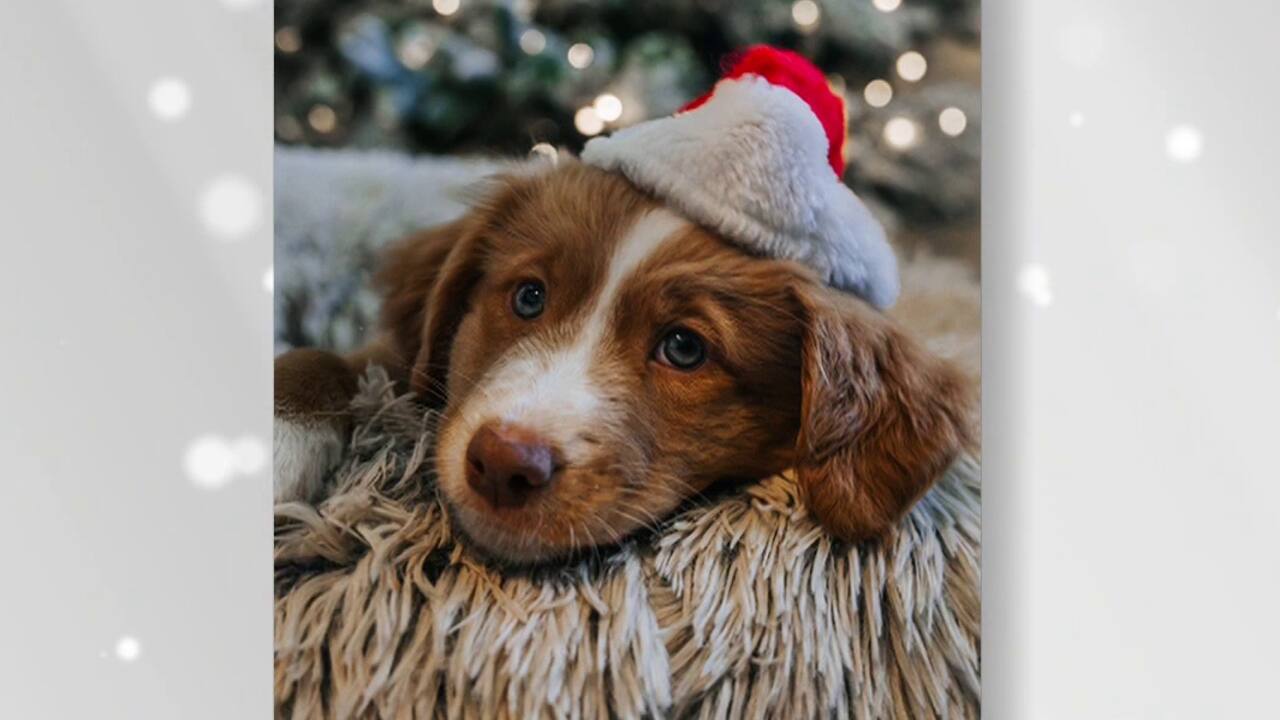 chiens temps des fêtes