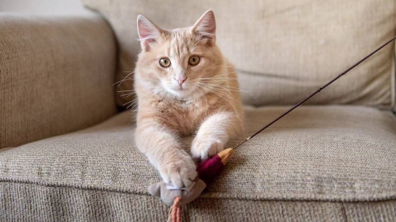 7h35 - vétérinaires 