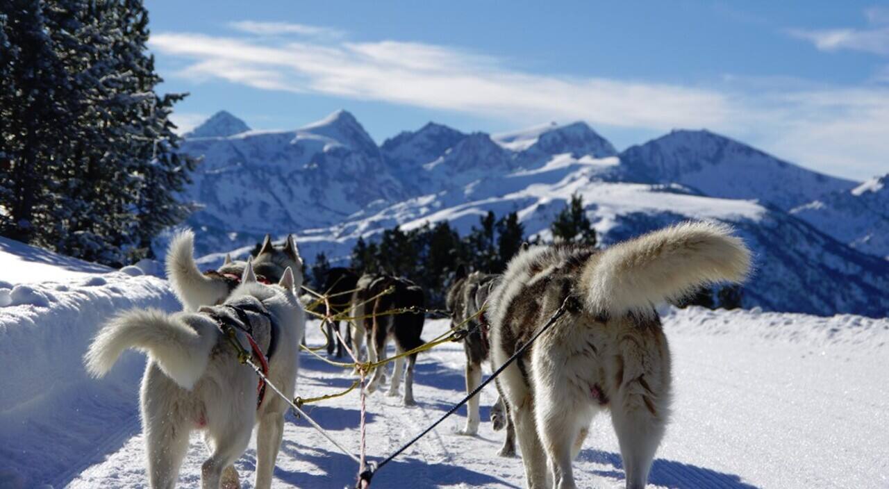 Les risques d'abus dans l'industrie du traîneau à chiens