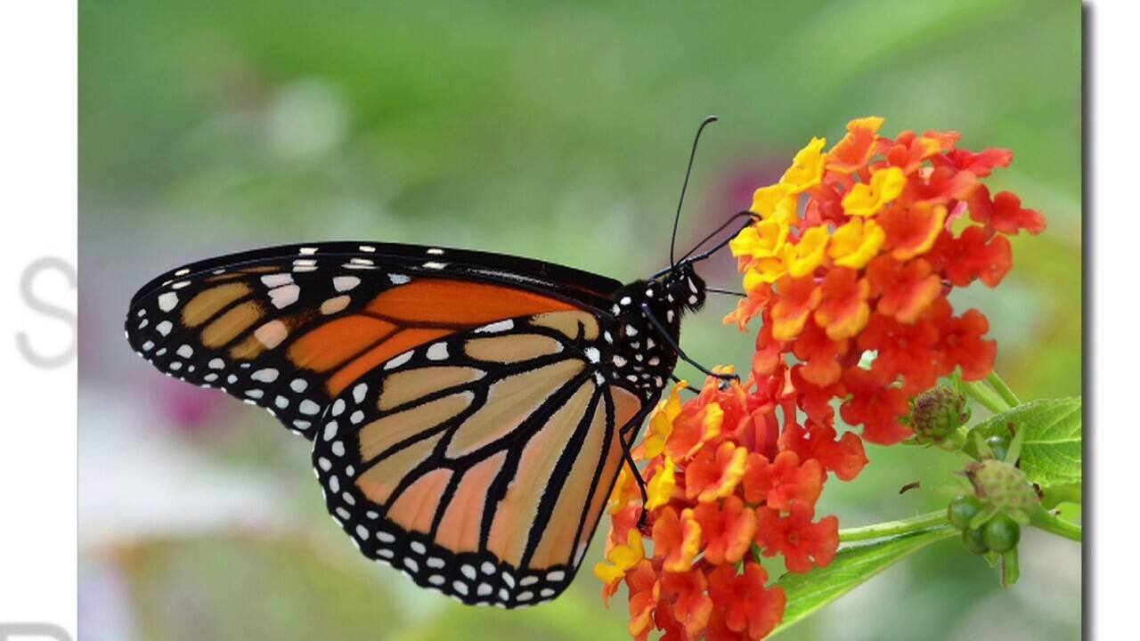 Papillon monarque espèces en danger