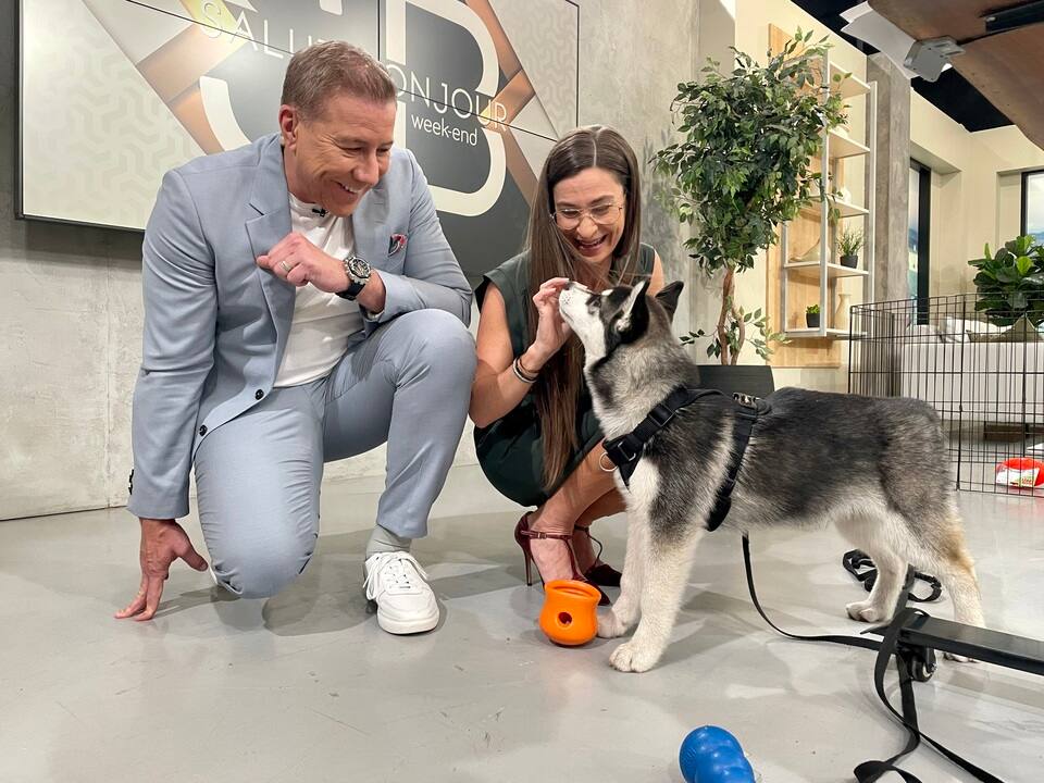 Chiot : les accessoires indispensables pour un bon départ