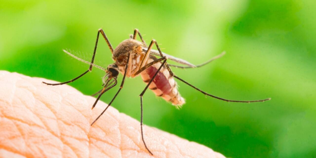 Trucs pour se protéger des moustiques