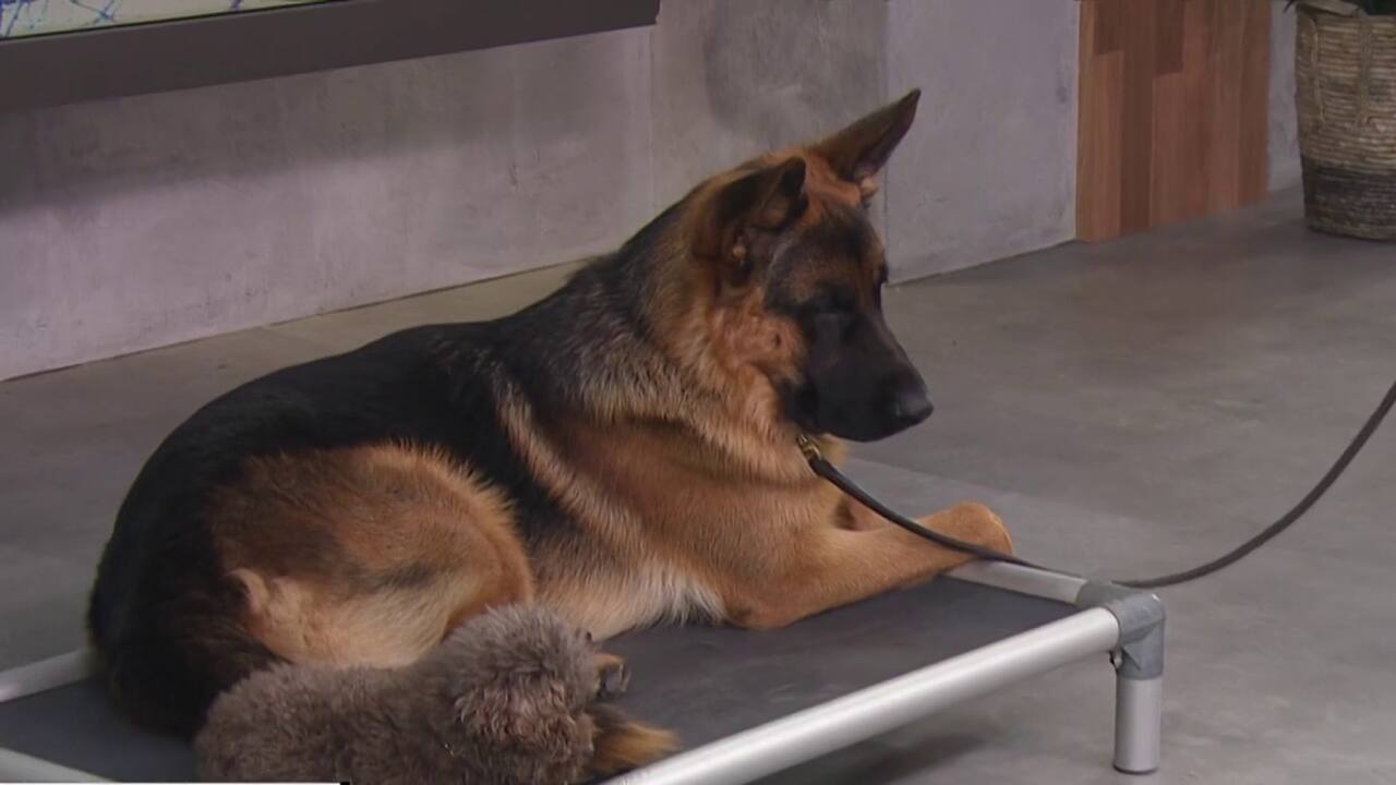 les chiens et le tapis 