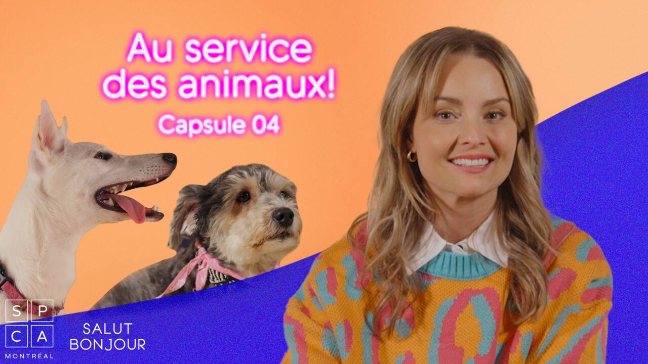 SPCA_CAPSULE_04_LANGAGE_CANIN_VF