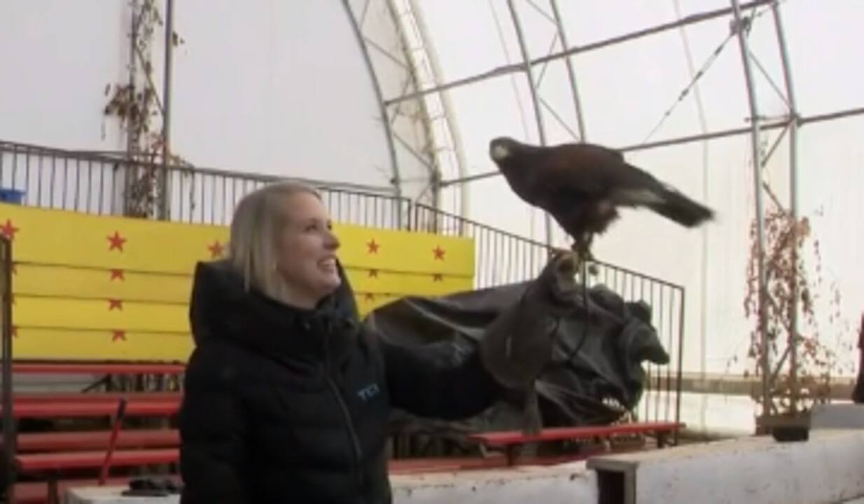 Dressage d'oiseaux de proie 