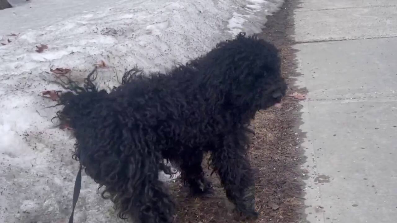 Conseils pour un chien réactif avec Simon Laferrière