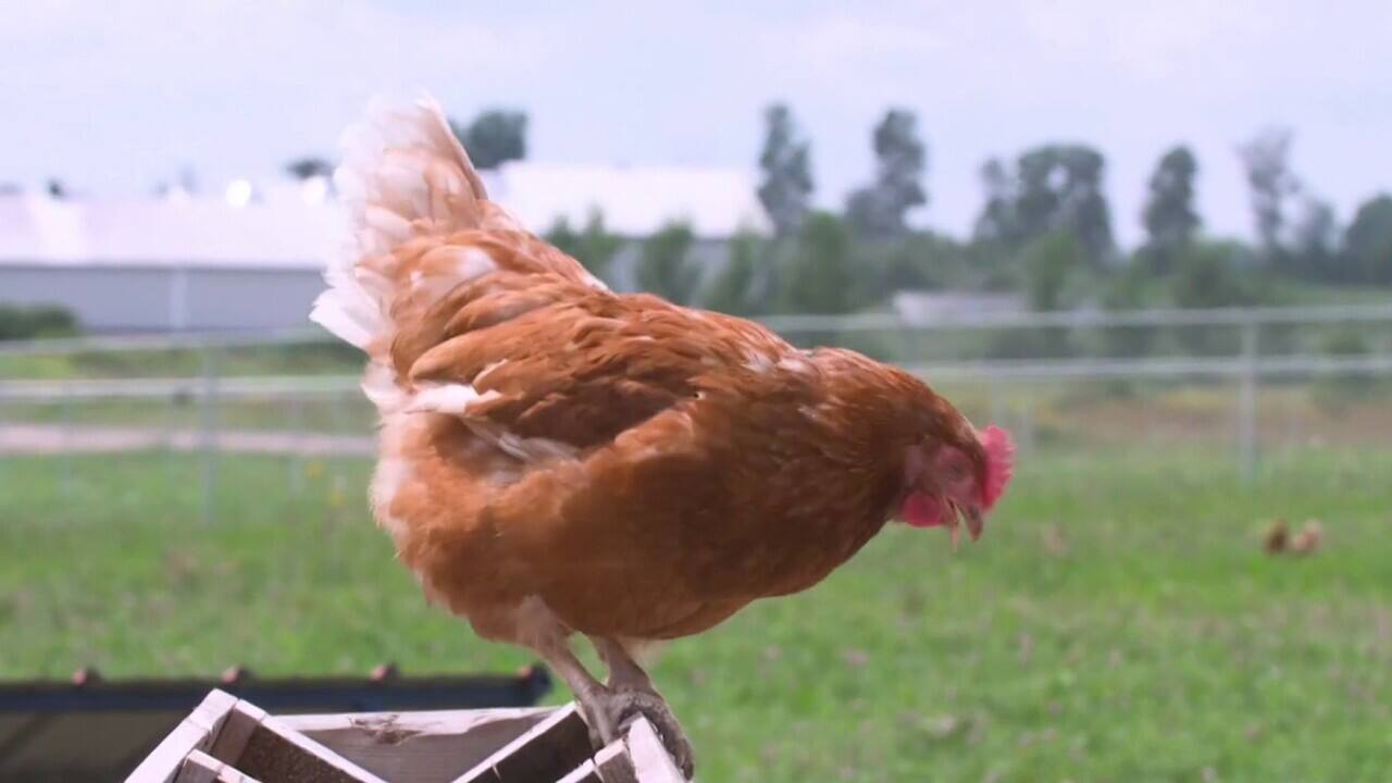 Burnbrae CBAS - modifie