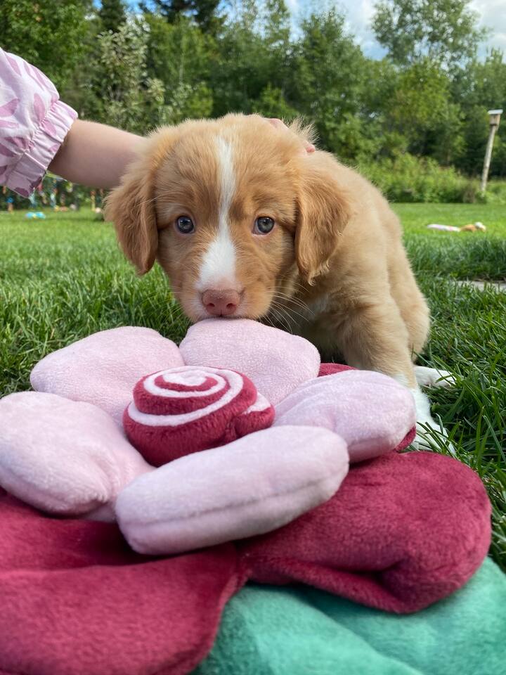 Comment bien se préparer à l’arrivée d’un chiot