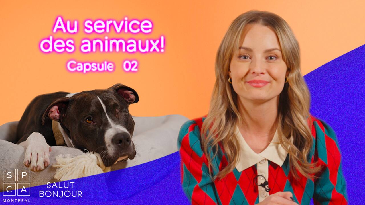 Version finale - CAPSULE_02_VIOLENCE_ANIMALE_V4
